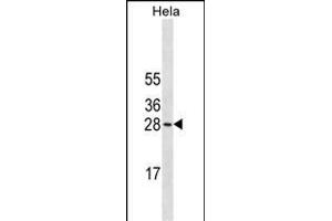 COMT Antibody (N-term)(Ascites) ABIN1882224 western blot analysis in Hela cell line lysates (35 μg/lane). (COMT 抗体  (N-Term))