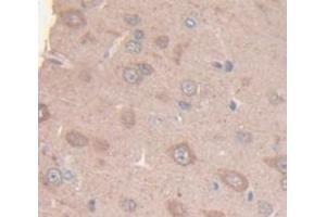 IHC-P analysis of Rat Tissue, with DAB staining. (KIF5A 抗体  (AA 823-1027))