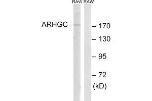 Western blot analysis of extracts from RAW264. (ARHGEF12 抗体  (Internal Region))