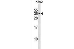 Western Blotting (WB) image for anti-Polyamine Modulated Factor 1 (PMF1) antibody (ABIN3000838) (PMF1 抗体)