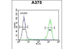 Flow cytometric analysis of A375 cells (right histogram) compared to a negative control cell (left histogram). (FAM96B 抗体  (N-Term))