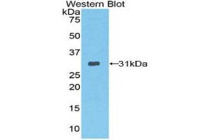 Western Blotting (WB) image for anti-Protease, serine, 12 (Neurotrypsin, Motopsin) (PRSS12) (AA 153-399) antibody (ABIN1860326) (Neurotrypsin 抗体  (AA 153-399))