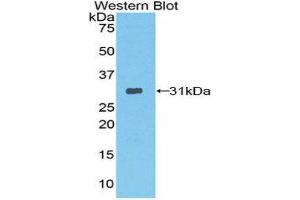 Western Blotting (WB) image for anti-Protease, serine, 12 (Neurotrypsin, Motopsin) (PRSS12) (AA 153-399) antibody (ABIN1860326)