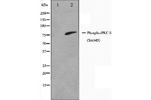 Western blot analysis of PKC delta phosphorylation expression in MCF7 whole cell lysates,The lane on the left is treated with the antigen-specific peptide. (PKC delta 抗体  (pSer645))