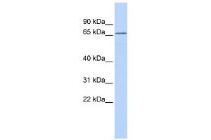 KCNG1 antibody used at 1 ug/ml to detect target protein. (KCNG1 抗体  (N-Term))