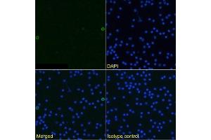 Immunofluorescence staining of mouse splenocytes using anti-TWEAK antibody MTW-1. (Recombinant TWEAK 抗体)
