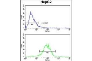 ENOB Antibody (Center) (ABIN1882078 and ABIN2839500) flow cytometry analysis of HepG2 cells (bottom histogram) compared to a negative control cell (top histogram). (ENO3 抗体  (AA 237-264))