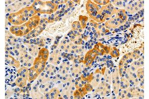 ABIN6256906 and ABIN6274857 at 1/100 staining Mouse kidney tissue by IHC-P. (Apolipoprotein L 2 抗体  (C-Term))
