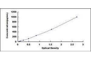 ELISA image for KIT Ligand (KITLG) ELISA Kit (ABIN414918)