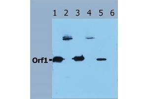 Image no. 1 for anti-Orf1 antibody (ABIN238346) (Orf1 抗体)