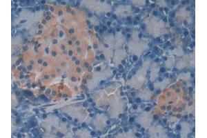 DAB staining on IHC-P; Samples: Rat Pancreas Tissue (NG2 抗体  (AA 1919-2258))