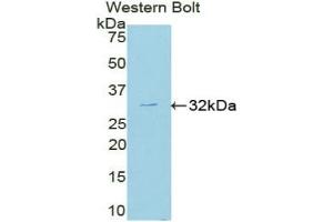 Detection of Recombinant MAPK8, Mouse using Polyclonal Antibody to c-Jun N-terminal Kinase 1 (JNK1) (C-Jun N-Terminal Kinases (AA 138-382) 抗体)