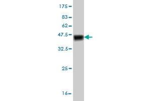 Western Blot detection against Immunogen (40. (TESK2 抗体  (AA 405-542))
