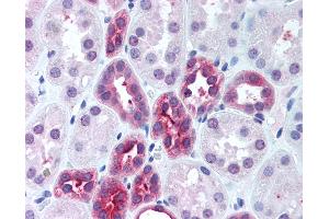 Anti-DUT antibody IHC of human kidney. (Deoxyuridine Triphosphatase (DUT) (AA 1-52) 抗体)