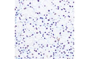 Immunohistochemistry of paraffin-embedded rat pancreas using NELFE Rabbit pAb (ABIN6127278, ABIN6144526, ABIN6144528 and ABIN6220173) at dilution of 1:100 (40x lens). (RDBP 抗体  (AA 1-280))