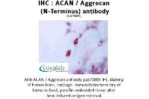 Image no. 1 for anti-Aggrecan (ACAN) (N-Term) antibody (ABIN1731433) (Aggrecan 抗体  (N-Term))