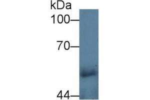 Rabbit Detection antibody from the kit in WB with Positive Control:  Sample Human urine. (CPE ELISA 试剂盒)
