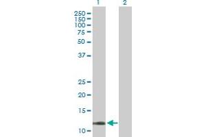 Western Blot analysis of COX5B expression in transfected 293T cell line by COX5B MaxPab polyclonal antibody. (COX5B 抗体  (AA 1-129))