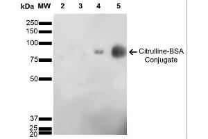 Western Blot analysis of Citrulline-BSA Conjugate showing detection of 67 kDa Citrulline-BSA using Mouse Anti-Citrulline Monoclonal Antibody, Clone 6C2. (Citrulline 抗体  (Atto 488))