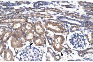 Immunohistochemical staining (Formalin-fixed paraffin-embedded sections) of human kidney with KLF8 polyclonal antibody . (KLF8 抗体  (AA 89-138))