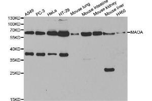 Western blot analysis of extracts of various cell lines, using MAOA antibody. (Monoamine Oxidase A 抗体  (AA 1-260))