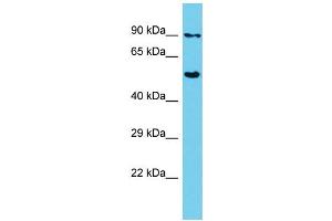 Host: Rabbit Target Name: SHCBP1 Sample Type: HepG2 Whole Cell lysates Antibody Dilution: 1. (SHCBP1 抗体  (C-Term))