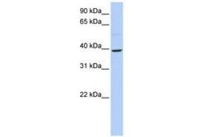Image no. 1 for anti-Kruppel-Like Factor 12 (KLF12) (N-Term) antibody (ABIN6740566) (KLF12 抗体  (N-Term))