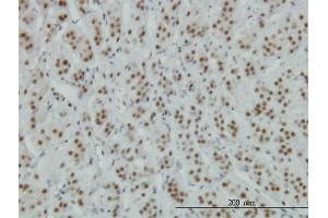 Immunoperoxidase of monoclonal antibody to ZNF207 on formalin-fixed paraffin-embedded human adrenal gland. (ZNF207 抗体  (AA 1-110))