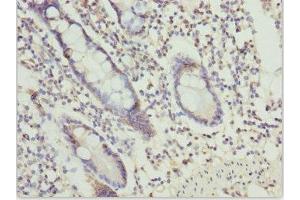 Immunohistochemistry of paraffin-embedded human small intestine tissue using ABIN7164610 at dilution of 1:100 (OSGEP 抗体  (AA 1-335))