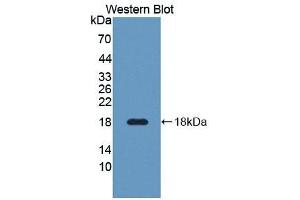 Detection of Recombinant CREG1, Human using Polyclonal Antibody to Cellular Repressor Of E1A Stimulated Genes 1 (CREG1) (CREG1 抗体  (AA 66-196))