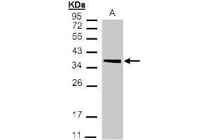 WB Image Sample(30 μg of whole cell lysate) A:293T 12% SDS PAGE antibody diluted at 1:1000 (MDH2 抗体)