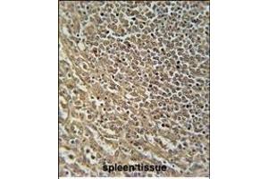 RASAL3 Antibody (C-term) (ABIN654555 and ABIN2844262) immunohistochemistry analysis in formalin fixed and paraffin embedded human spleen tissue followed by peroxidase conjugation of the secondary antibody and DAB staining.