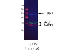 Western Blotting (WB) image for Donkey anti-Mouse IgG (Heavy & Light Chain) antibody (DyLight 488) - Preadsorbed (ABIN7446371)