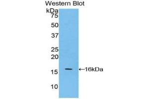 Detection of Recombinant APOA4, Mouse using Polyclonal Antibody to Apolipoprotein A4 (APOA4) (APOA4 抗体  (AA 299-369))
