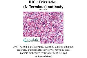 Image no. 1 for anti-Frizzled Family Receptor 6 (FZD6) (Extracellular Domain), (N-Term) antibody (ABIN1734470) (FZD6 抗体  (Extracellular Domain, N-Term))