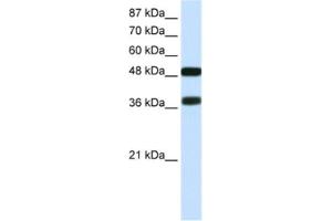Western Blotting (WB) image for anti-POU Class 3 Homeobox 2 (POU3F2) antibody (ABIN2463834) (POU3F2 抗体)