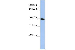 WB Suggested Anti-TSPAN17 Antibody Titration:  0. (Tetraspanin 17 抗体  (N-Term))