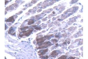DAB staining on IHC-P; Samples: Mouse Stomach Tissue (TLR5 抗体  (AA 313-618))