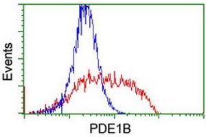 Flow Cytometry (FACS) image for anti-phosphodiesterase 1B, Calmodulin-Dependent (PDE1B) antibody (ABIN1500074) (PDE1B 抗体)