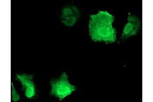 Anti-CDKN3 mouse monoclonal antibody (ABIN2455062) immunofluorescent staining of COS7 cells transiently transfected by pCMV6-ENTRY CDKN3 (RC213080). (CDKN3 抗体)