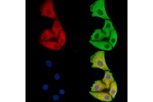 ABIN7093138 and ABIN7100420 staining Hela cells by IF/ICC. (FAM35A/B 抗体)