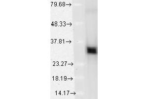 HO 1 (1F12 A6), recombinant HO 1. (HMOX1 抗体  (AA 1-30))