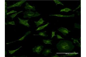 Immunofluorescence (IF) image for anti-Mitogen-Activated Protein Kinase 8 (MAPK8) (AA 318-427) antibody (ABIN519230)