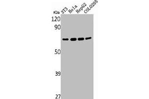 Western Blot analysis of NIH-3T3 HELA HepG2 COLO205 cells using YAP Polyclonal Antibody (YAP1 抗体  (Internal Region))