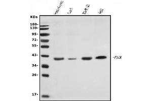 Western blot analysis of JAM-A/F11R using anti-JAM-A/F11R antibody (ABIN7603177).