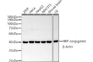 Western blot analysis of extracts of various cell lines, using HRP-conjugated β-Actin Rabbit mAb antibody (ABIN7265394) at 1:50000 dilution. (beta Actin 抗体  (HRP))