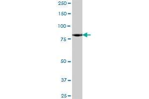 NCDN MaxPab polyclonal antibody. (NCDN 抗体  (AA 1-729))
