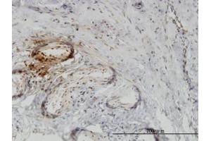 Image no. 1 for anti-Twinfilin, Actin-Binding Protein 1 (TWF1) (AA 80-252) antibody (ABIN465966) (TWF1 抗体  (AA 80-252))