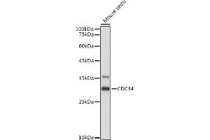 Western blot analysis of extracts of Mouse testis, using CDC34 antibody (ABIN6131558, ABIN6138257, ABIN6138258 and ABIN6221114) at 1:1000 dilution. (CDC34 抗体  (AA 1-236))