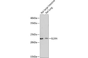 Western blot analysis of extracts of various cell lines, using IL1RA Rabbit mAb (ABIN7267971) at 1:1000 dilution.
